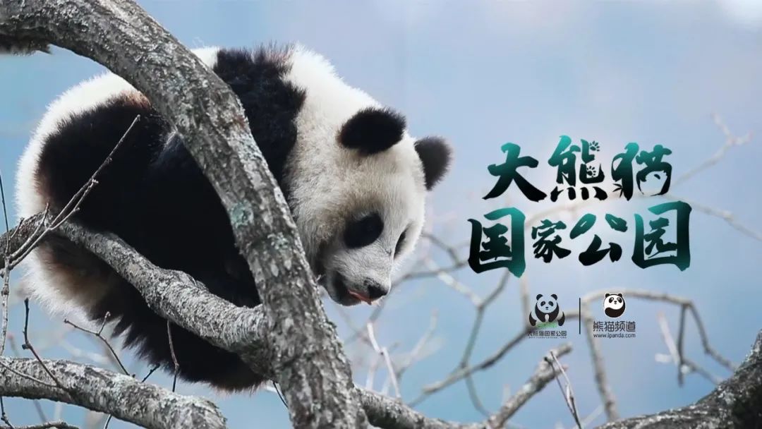 大熊猫国家公园系列微纪录片第六集守护最后的庇护所展望和谐共生的大